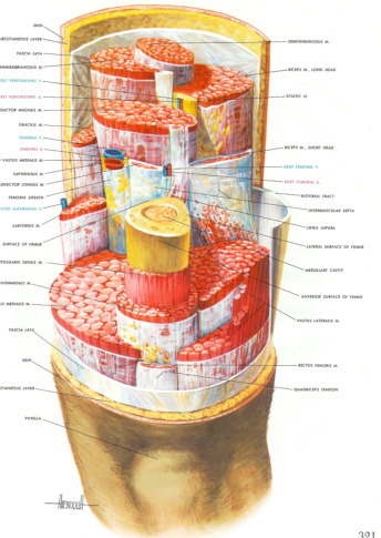 fascia-1